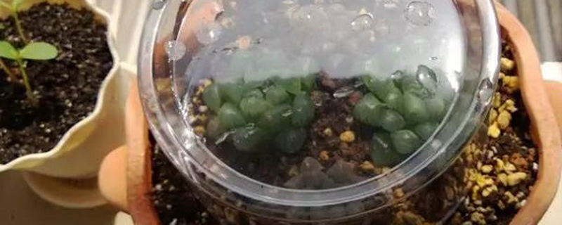 基肥是什么肥料