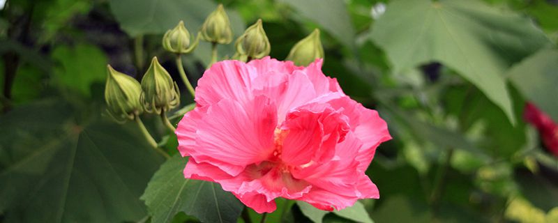 芙蓉是荷花吗