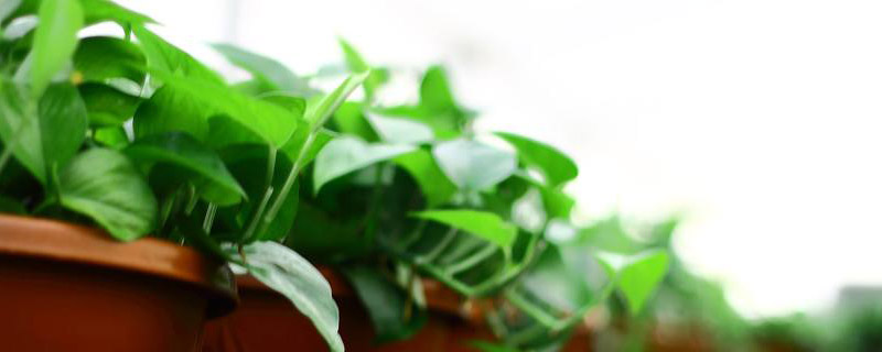 绿萝是水生植物吗 绿萝是水生植物吗