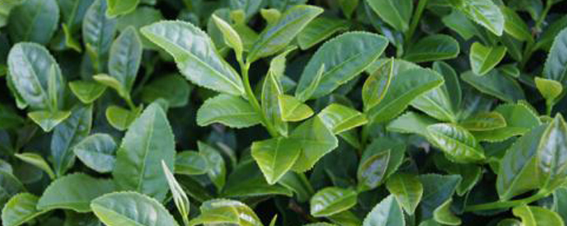青茶有哪些品种