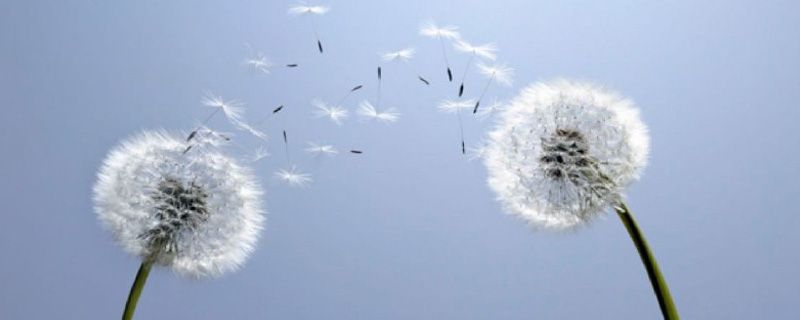 蒲公英象征着哪种人 蒲公英象征着哪种人