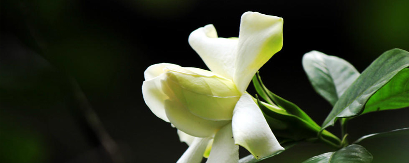 栀子花能水培根吗