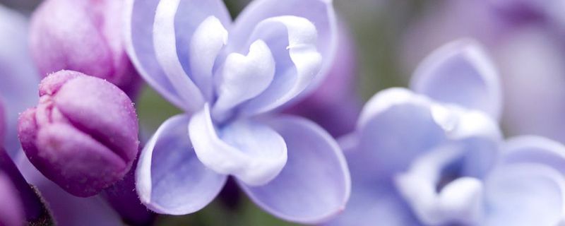 丁香花花语