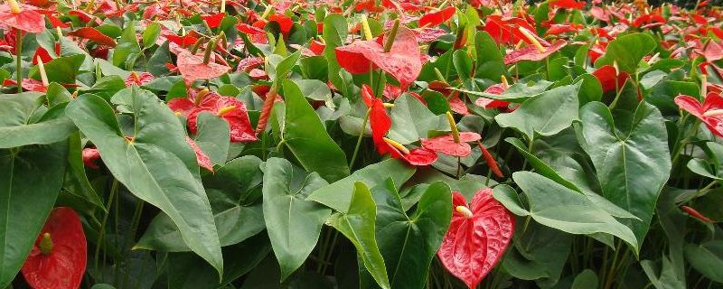 红掌花语