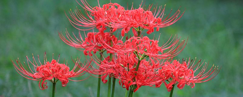 冥界四花的花语 冥界四花的花语