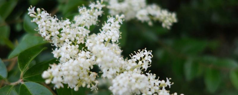 米兰花有毒吗 米兰花有毒吗