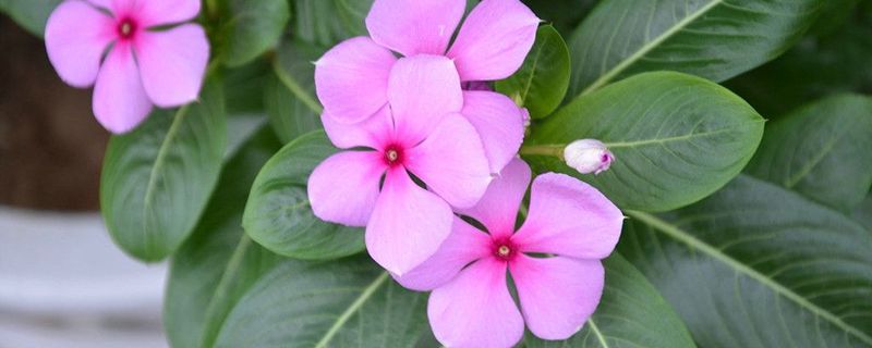 长春花有毒吗 长春花有毒吗