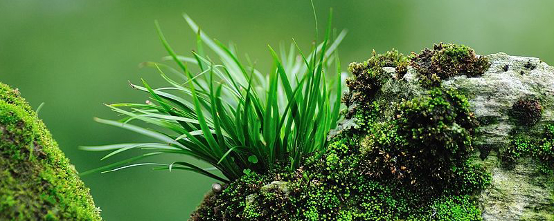 草是什么植物 草是什么植物