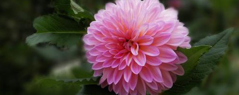 张家口市花是什么 张家口市花是什么