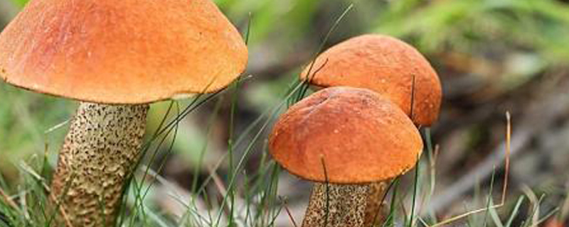 蘑菇分类 蘑菇分类