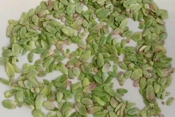 她把花叶子摘个精光，7天后狂冒芽，光杆子爆成大花球！