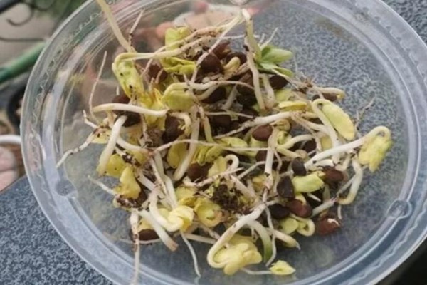 一盆多肉买回家，3天冒出豆芽菜，隔壁大爷牙都笑掉了！