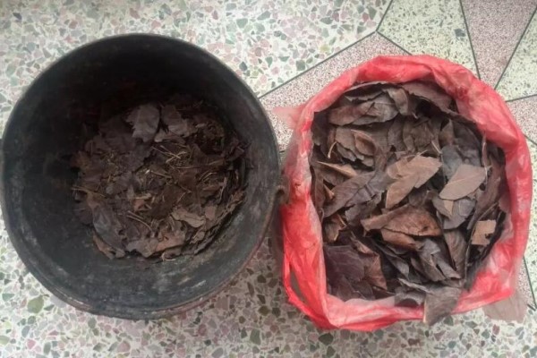 路边捡点它，开水里一烫捂2周，养花10年不烂根！