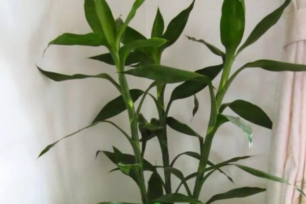 富贵竹发财树···养几根最旺财，千万别搞错，不然后果……