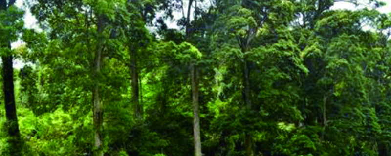 楠木种植20年能有多大 楠木种植20年能有多大