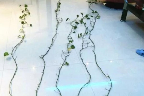 绿萝养成“光杆司令”，老妈剪段扔盆里，7天冒芽，俩月爆盆！