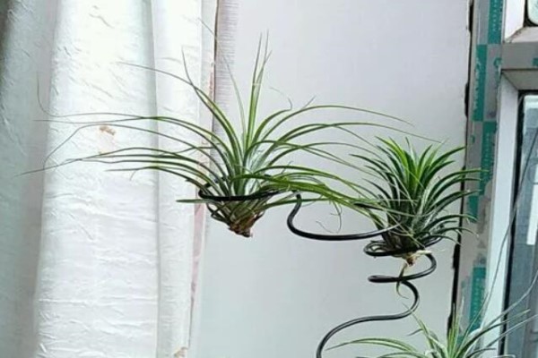 这5种花命真大，掐个枝就能活，怎么折腾都死不了！