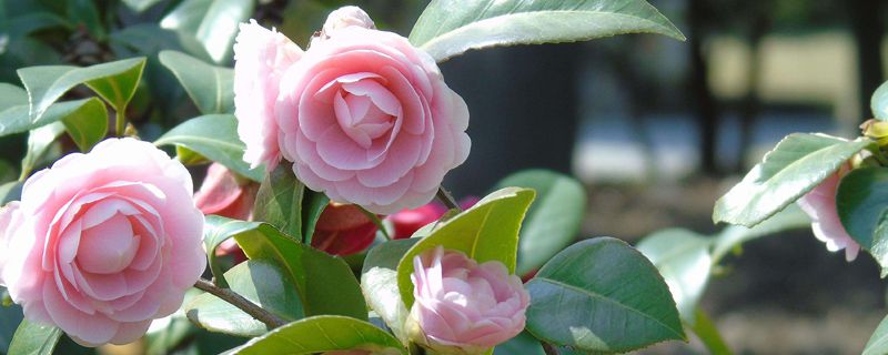 茶花喜阴还是喜阳