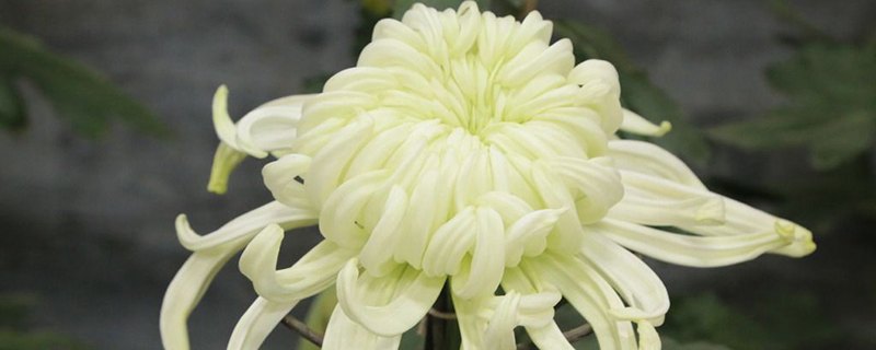 菊花喜阴还是喜阳 菊花喜阴还是喜阳