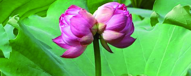 并蒂莲的花语