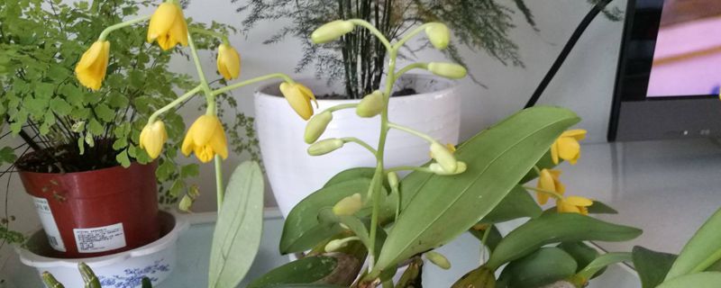 河南能种植石斛吗