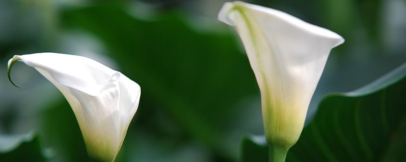 马蹄莲花语，开花后怎么处理