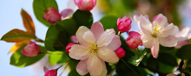 海棠花花语，象征着什么