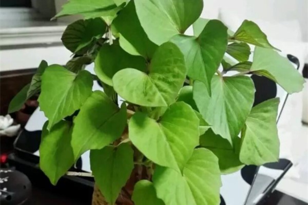 这4种花，掐个叶就能吃，越吃身体越健康！