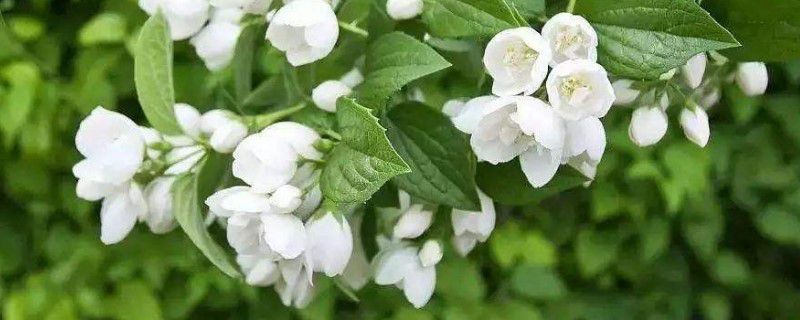 茉莉花的养殖方法和注意事项