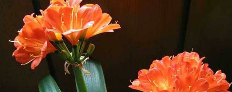 君子兰烂根怎么办 君子兰烂根怎么办