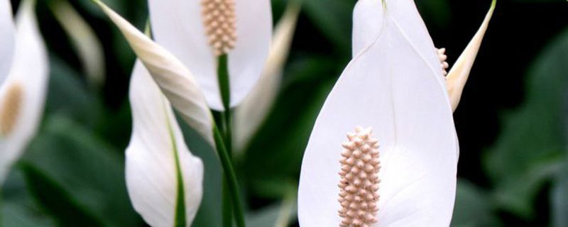 白掌的养殖方法和注意事项 白掌的养殖方法和注意事项