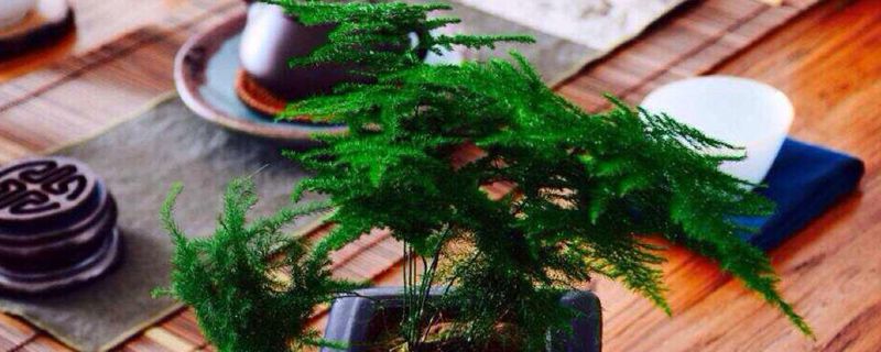 文竹应该怎么修剪 文竹应该怎么修剪