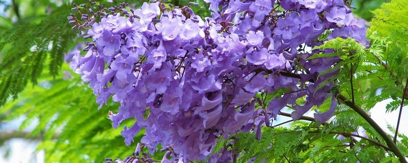 蓝花楹怎么养 蓝花楹怎么养
