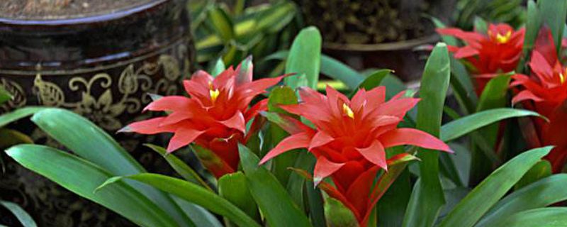 鸿运当头适合放卧室吗