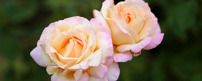 月季花栽培技术