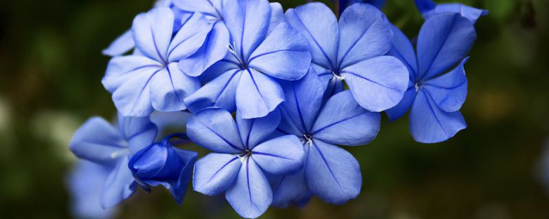 蓝雪花叶子蔫了怎么办