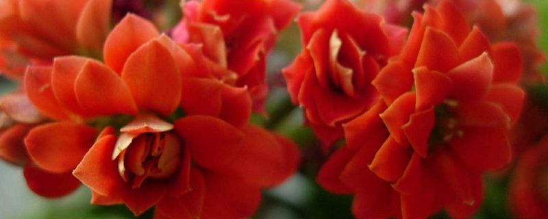 长寿花怎样延长花期