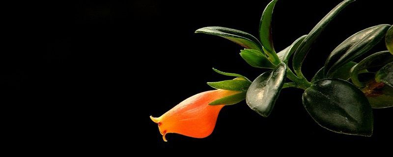 金鱼吊兰有毒吗