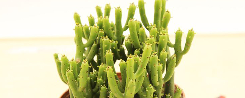 光棍树怎么开花 光棍树怎么开花