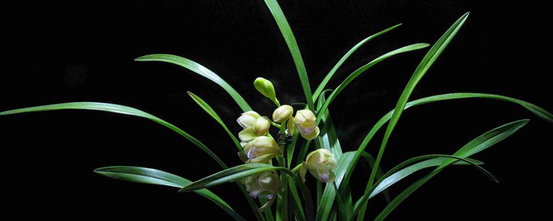 兰花浇水太多的症状