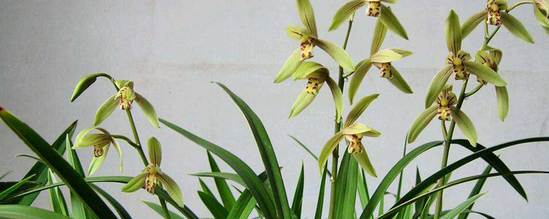 兰花换盆用什么消毒