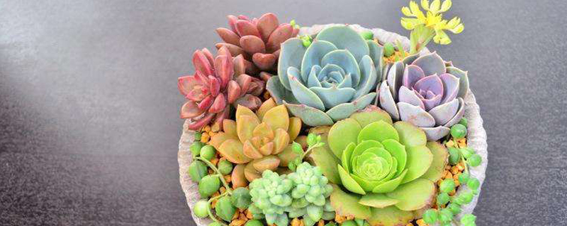 多肉植物为什么要晾根