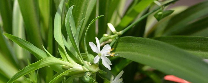 家庭养什么花草