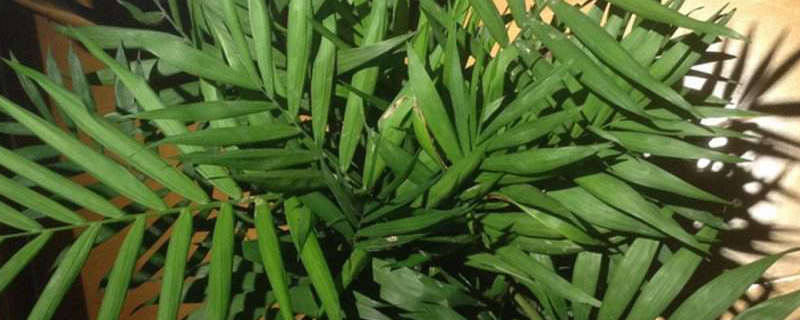 什么树净化空气