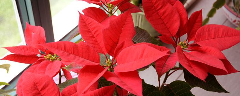 一品红什么时候种