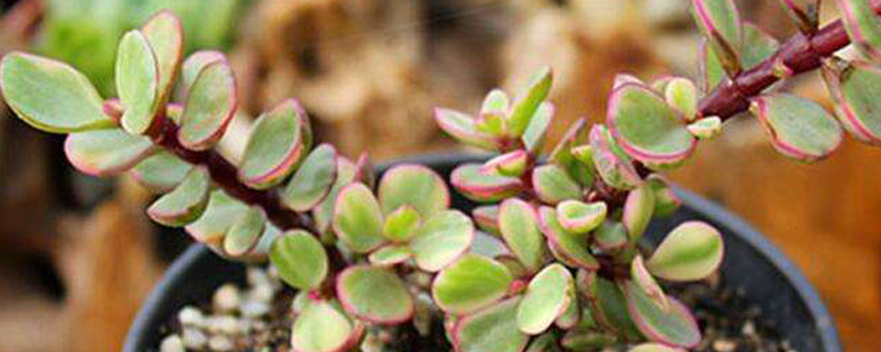 雅乐之舞什么时候移种