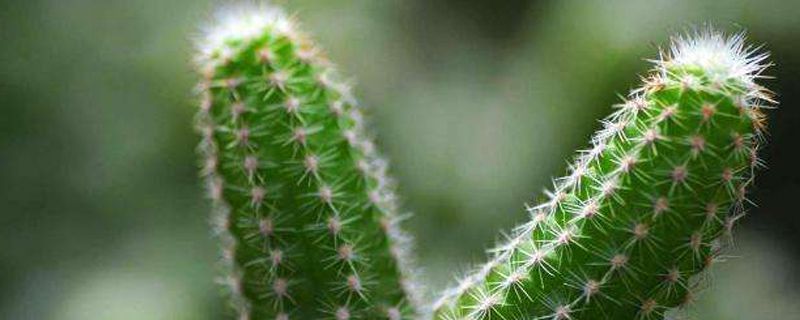 仙人掌算什么植物