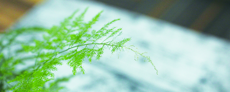 文竹用什么盆栽培