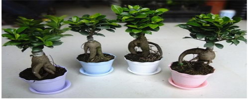 榕树盆景什么品种好