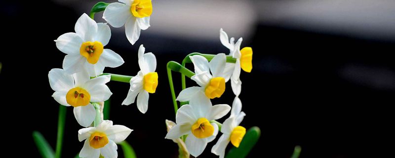 什么花喜光好养又好看